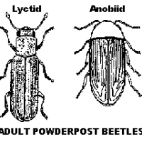 The Powderpost Beetle: Its Entomology and Safe Methods of Extermination